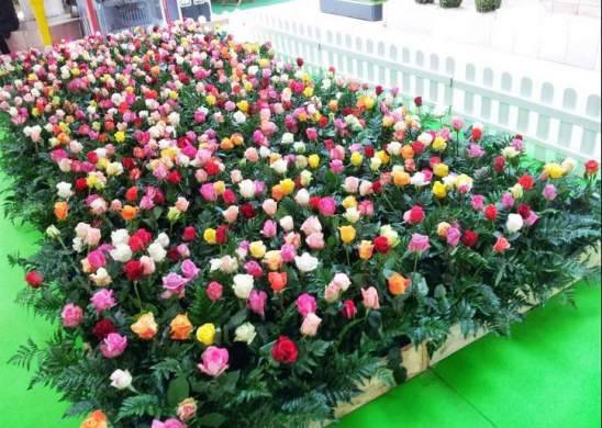 Nos magnifiques Champs de fleurs : Pour cueillir des fleurs à offrir. Une animation événementielle Paris