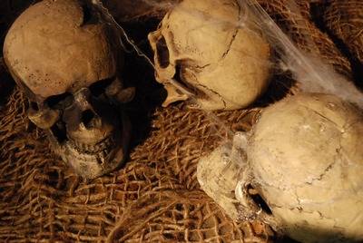 Location de décors Dinosaures pour un évènement à thème sur Lille, Paris, Lyon et Marseille